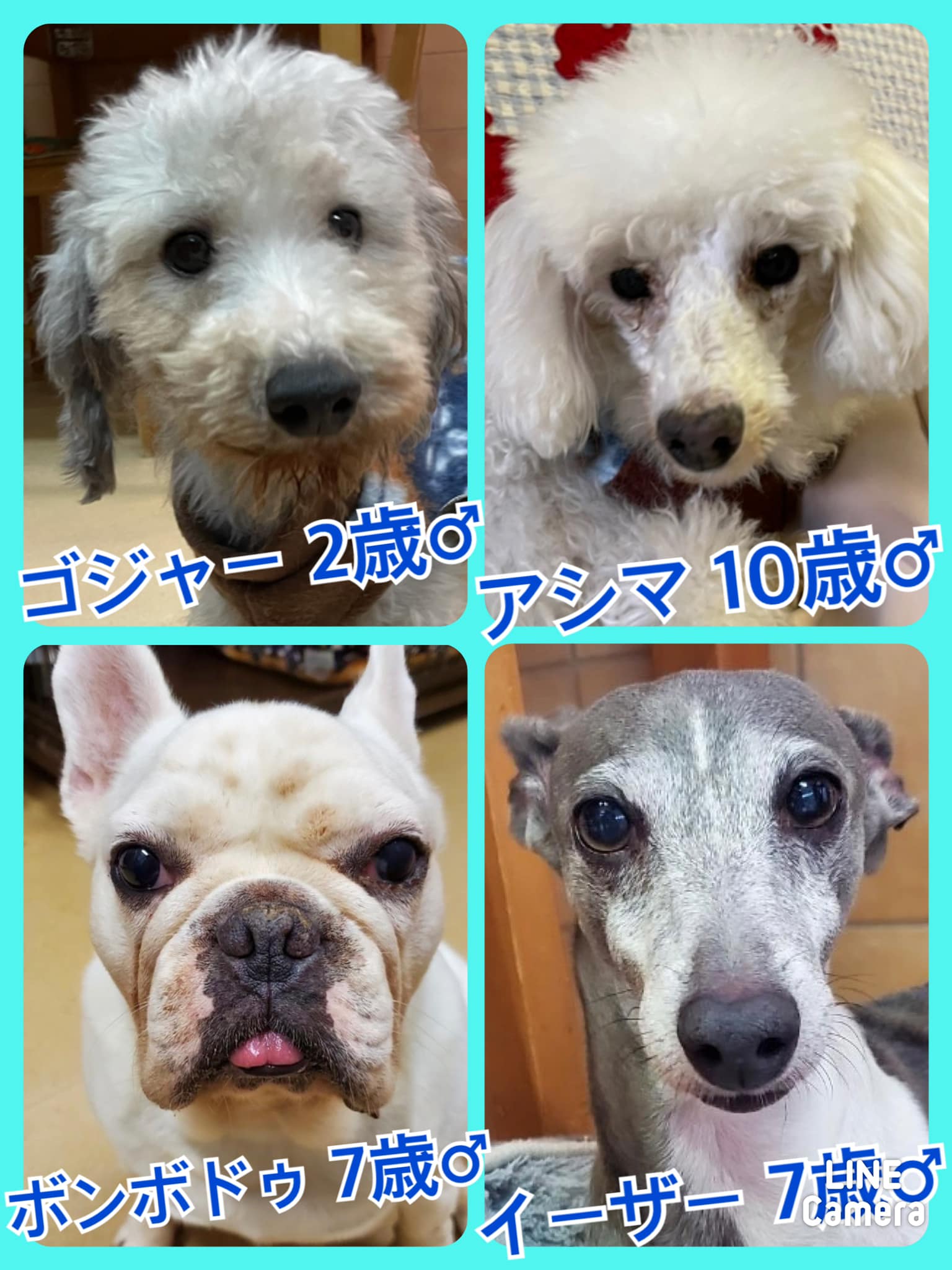 🐾今日の里親様募集中ワンコ🐶メンバーです🐾2021,11,29